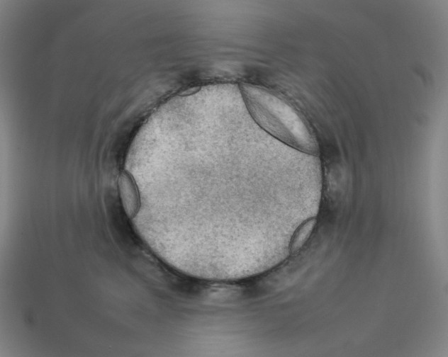 X0000112770617200910011238