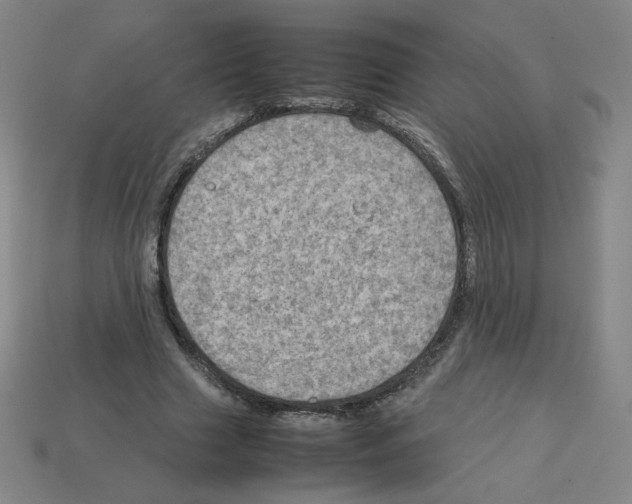 X0000112770633200910011237