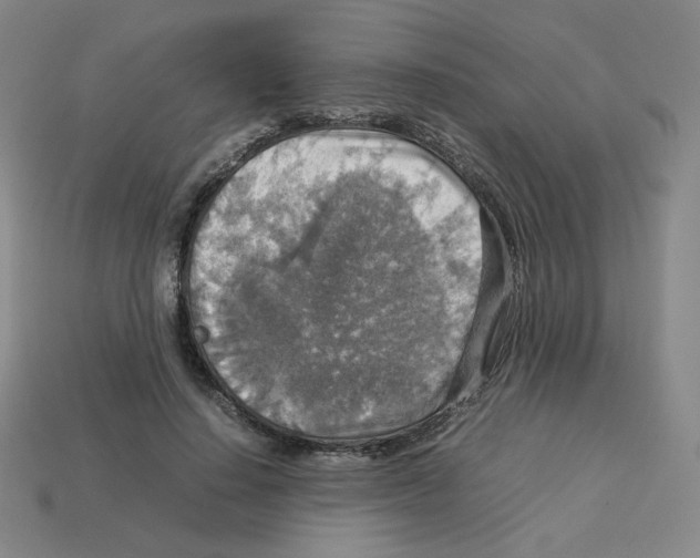 X0000112770644200910011237