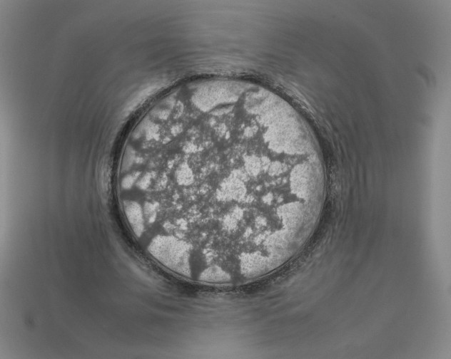 X0000112770679200910011237