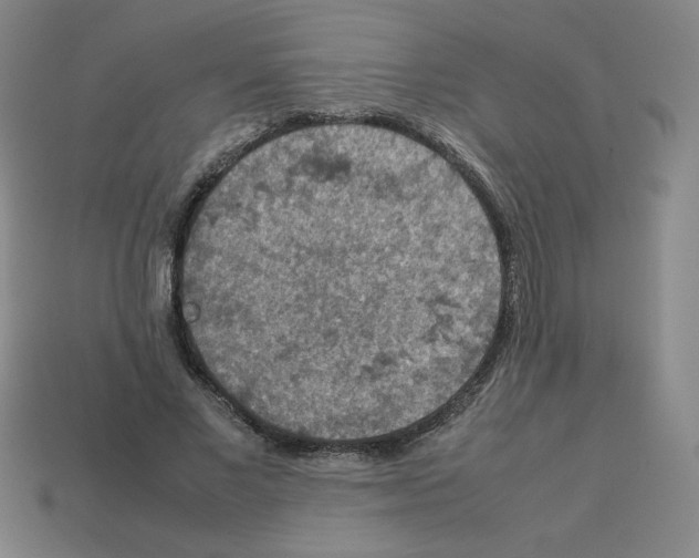 X0000112770685200910011237