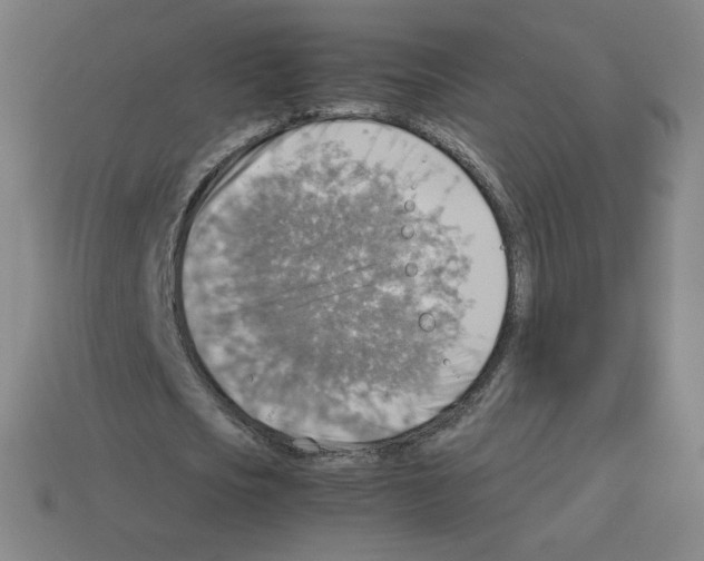 X0000112770721200910011236