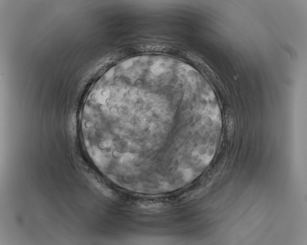 X0000112770729200910011236