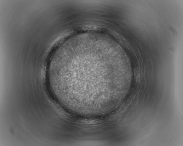 X0000112770735200910011236