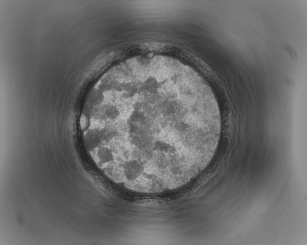 X0000112770738200910011236