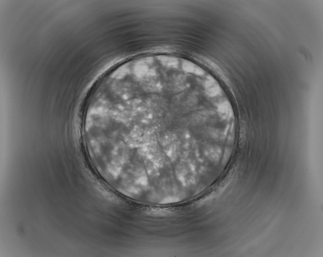 X0000112770835200910011235