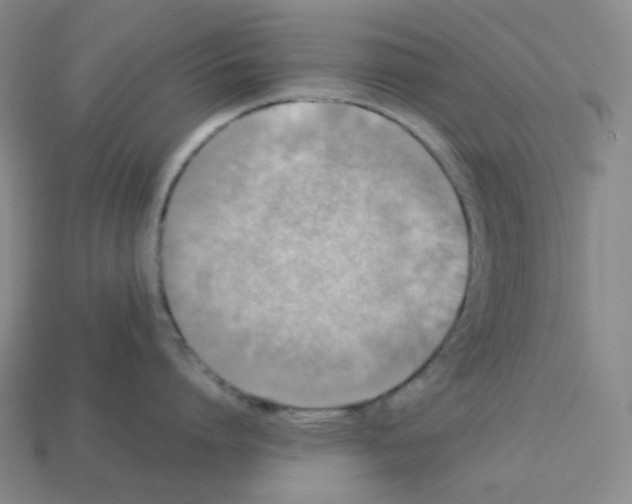 X0000112770864200910011235