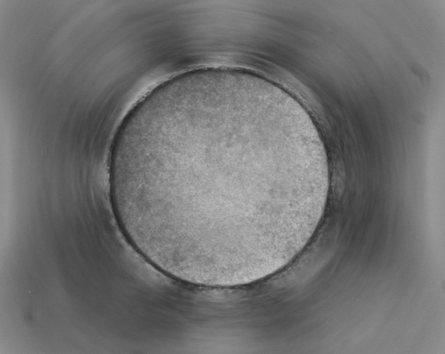 X0000112770950200910011233