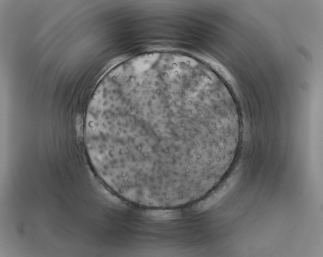 X0000112770953200910011233