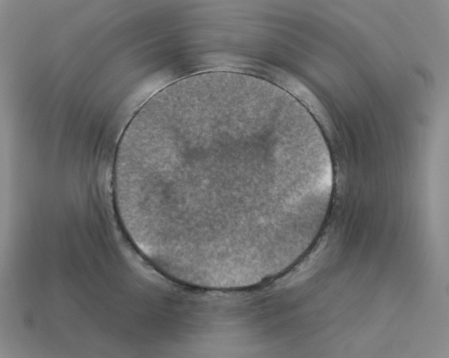 X0000112770954200910011233