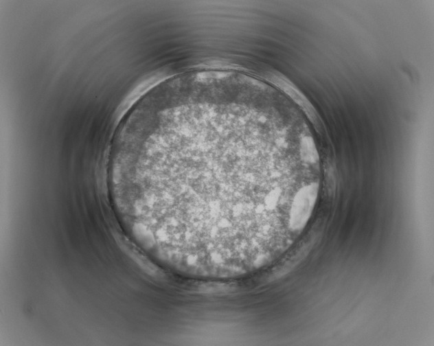 X0000112771002200910011232