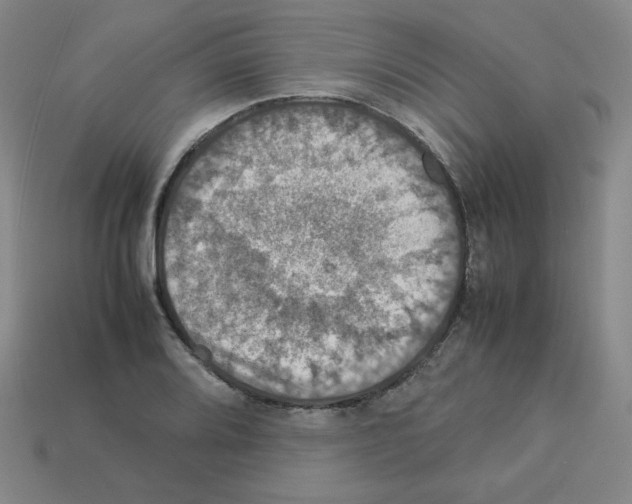 X0000112771080200910011231