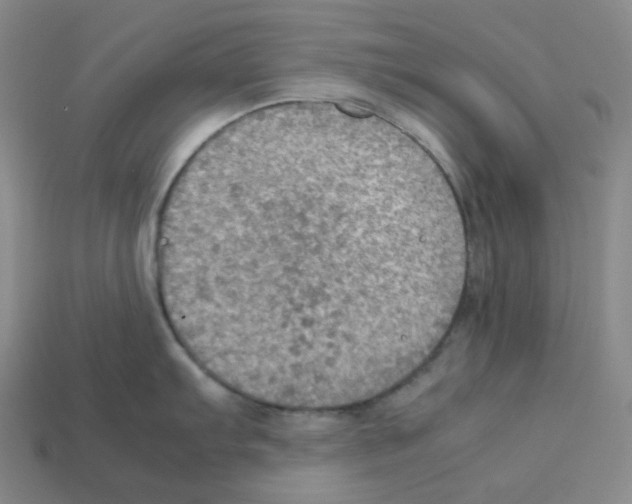 X0000112771103200910011231