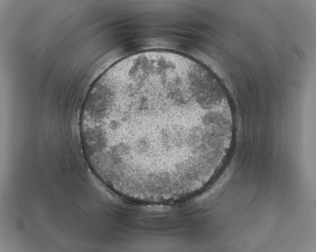 X0000112771137200910011231