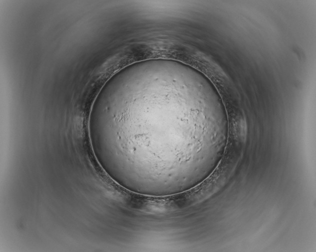 X0000112780757200908201528