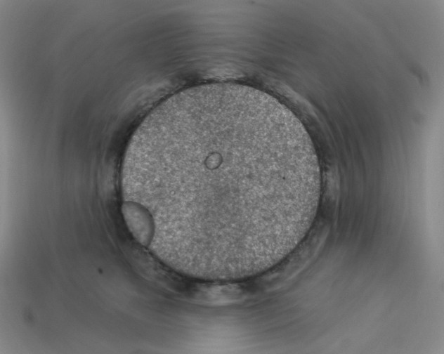 X0000112780517200910011300