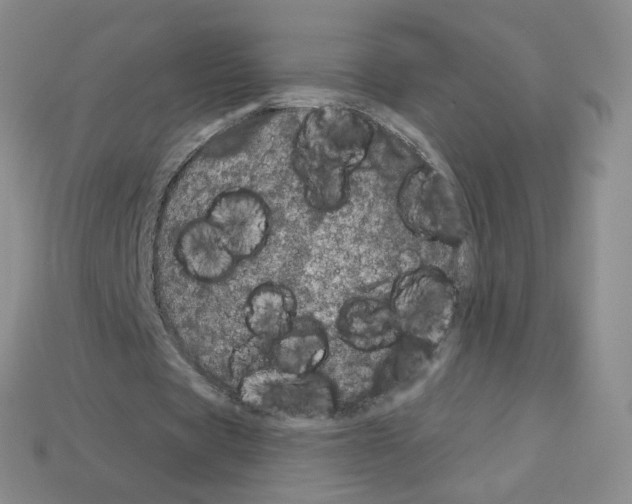 X0000112780529200910011259