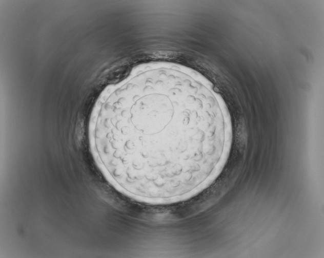 X0000112780554200910011259