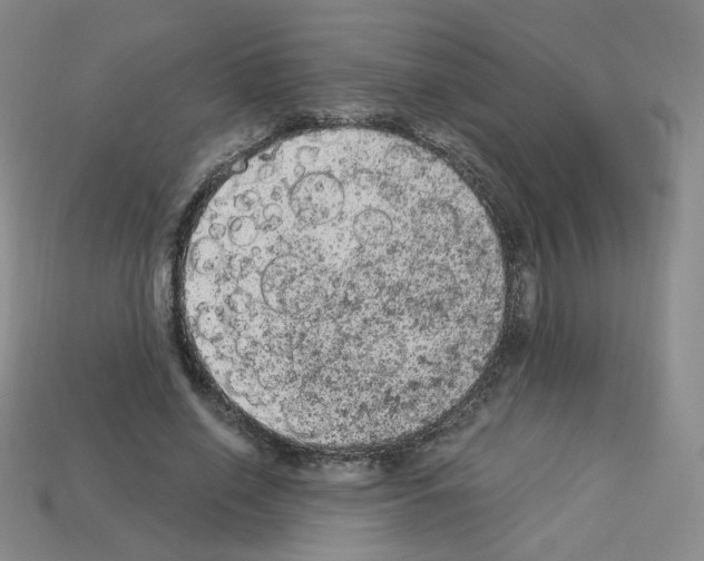 X0000112780638200910011258