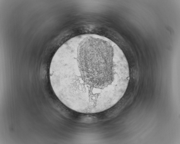 X0000112780754200910011257