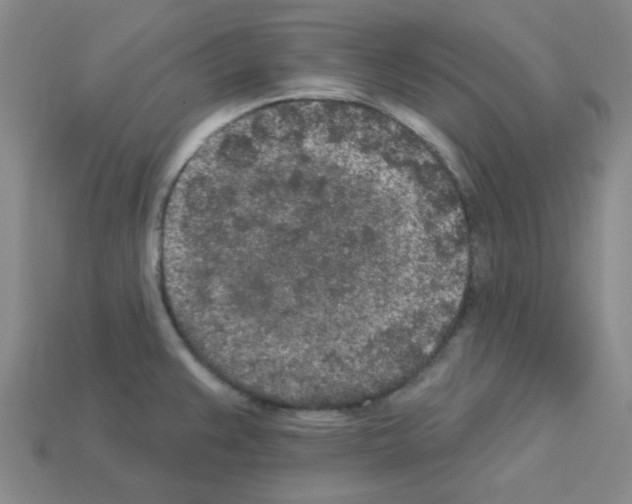 X0000112781383200910011248