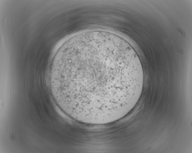 X0000112781535200910011247