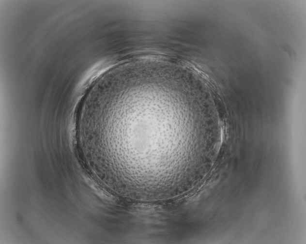 X0000112790339200908281511