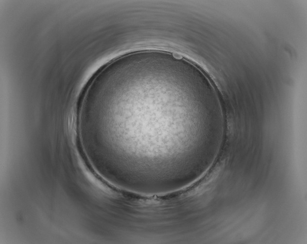 X0000112811515200908211133