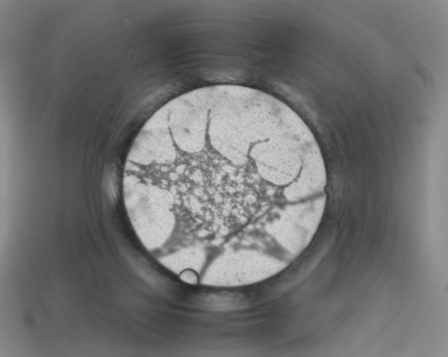 X0000112810069200910021149