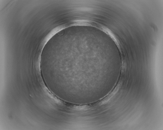 X0000112821386200908211156