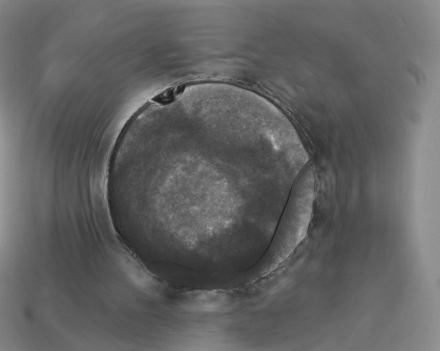 X0000112820100200910021210