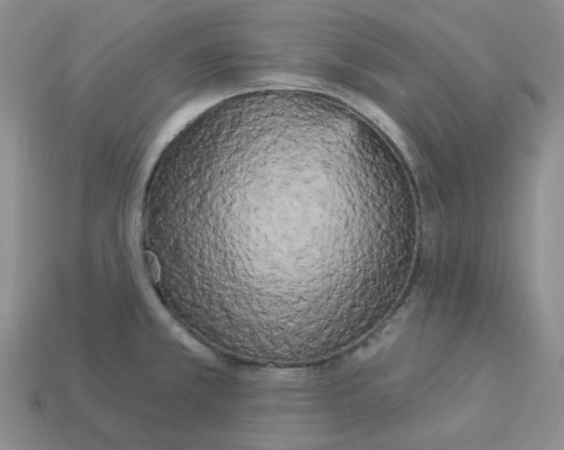 X0000112821381200910021152