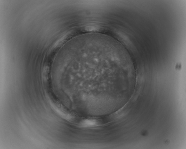 X0000112830171200908211225