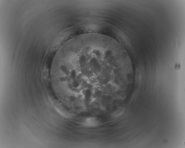 X0000112830173200908211225