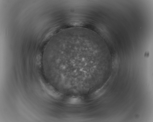 X0000112830175200908211225