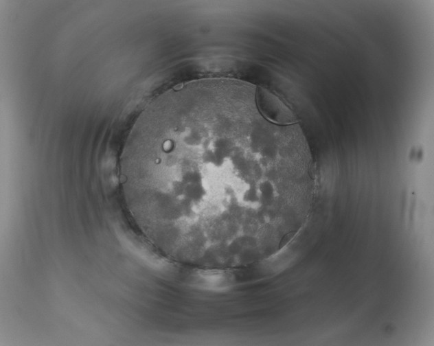 X0000112830187200908211225