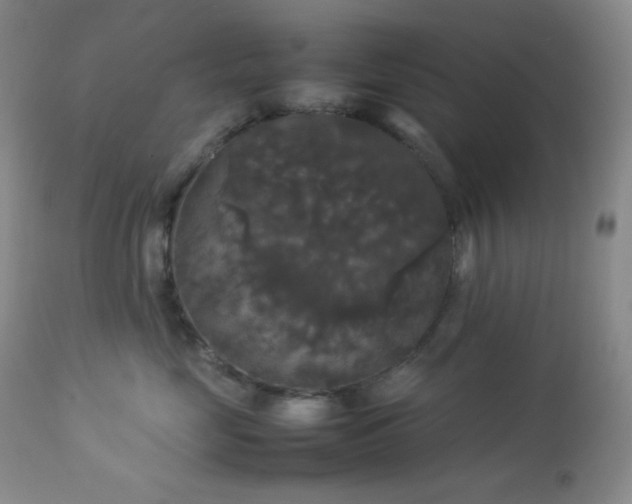X0000112830669200908211218
