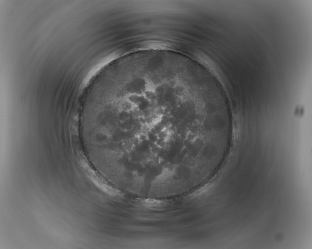 X0000112830827200908211214