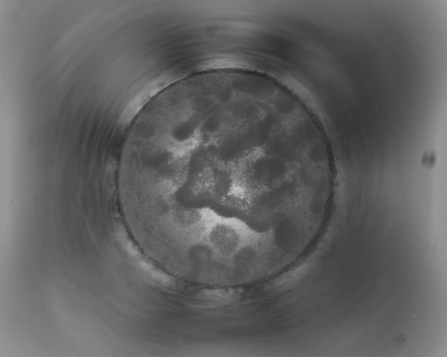 X0000112830937200908211213