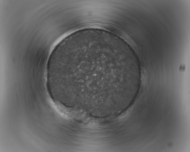 X0000112831028200908211211