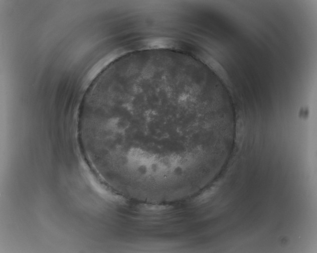 X0000112831039200908211212