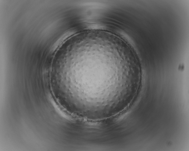 X0000112831041200908211212