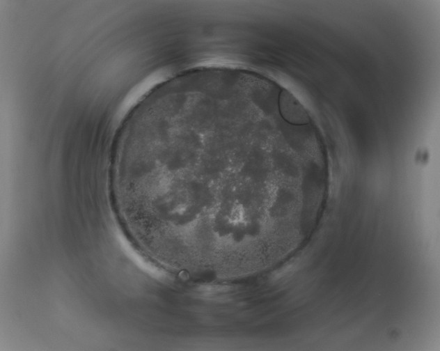 X0000112831237200908211209