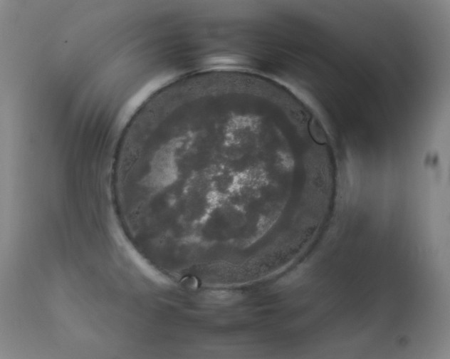 X0000112831333200908211207