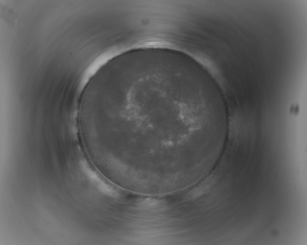 X0000112831374200908211206