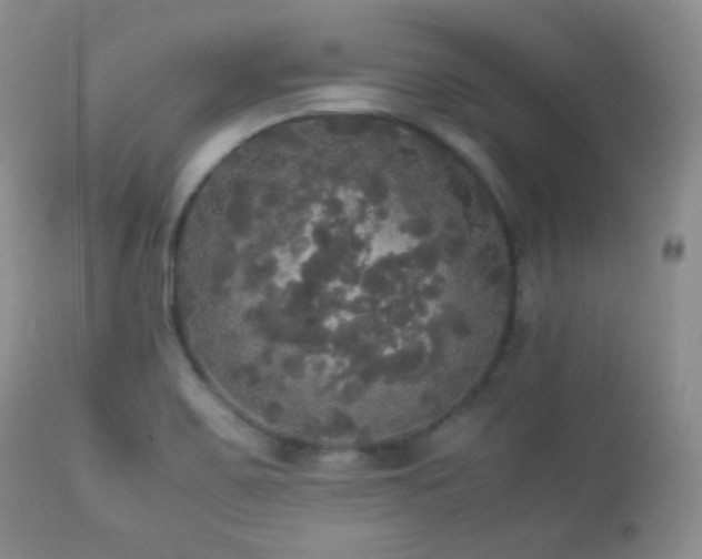 X0000112831467200908211205