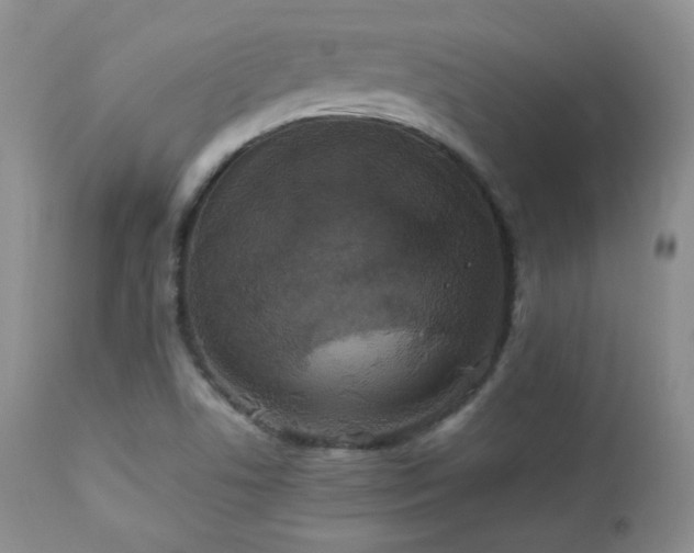 X0000112831506200908211204