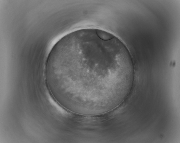 X0000112831527200908211205