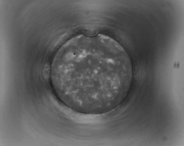 X0000112830036200909111409