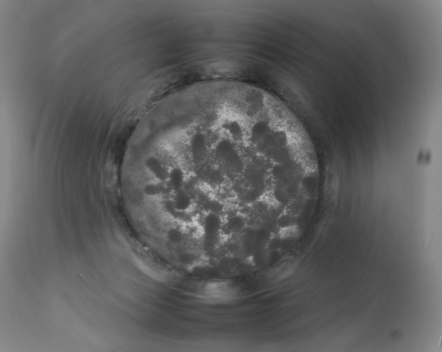 X0000112830173200909111407